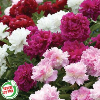 Double Peonies Mixed Thumbnail